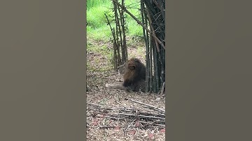 Lion 🦁 #youtube #trending #lions #viralvideo #viralshorts #trendingshorts #music