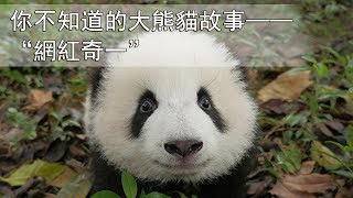 《熊貓主題趴》你不知道的大熊貓故事--“網紅奇一”| iPanda熊貓頻道