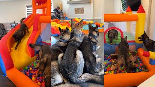 German Shepherd Bounce House Fun