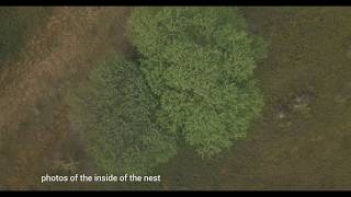 How can drones help us save species?