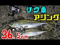 【アジング】初冬の漁港からジグ単で巨大アジを釣る