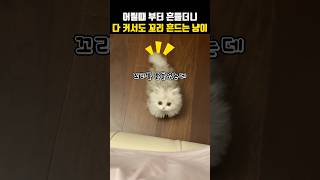 꼬리콥터 장착한 냥이#고양이 #cat