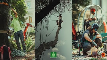 Felling of a beech tree with dual system for log removal: ATD and Harken winch