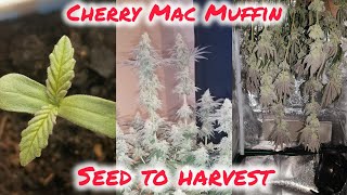 CHERRY MAC MUFFIN 3.0 | SAMEN ZUR ERNTE | SIMPLER ORGANISCHER HOMEGROW | LS TRAINING | 420Lexikon