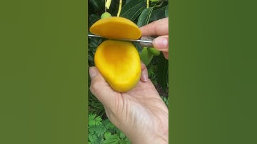 Xoài chín cây #mango, #fruit , #shorts