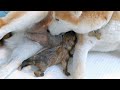 Suki Gives Birth to Twin Boys - Litter 4 ❤️ (Shiba Inu)