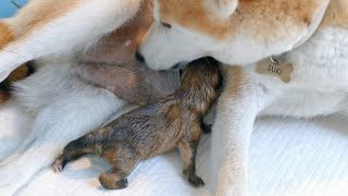 Suki Gives Birth to Twin Boys  Litter 4 ❤ (Shiba Inu)