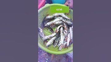 trại cá giống sơn phát Bình Phước cung cấp các loại cá giống nước ngọt LH e tv ạ 0372076731 gặp Sơn