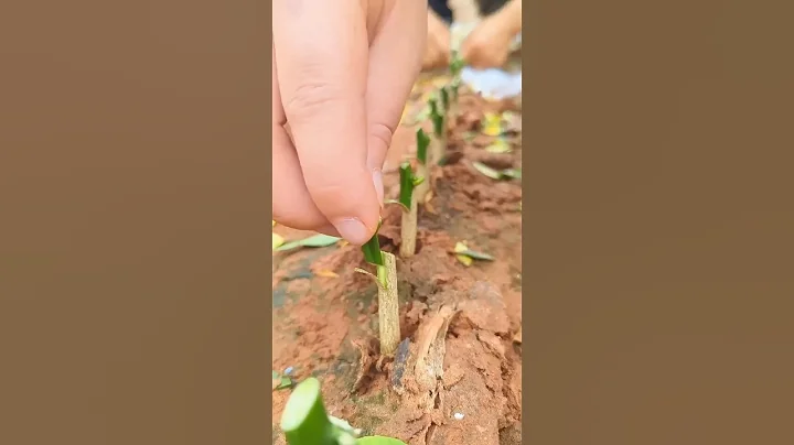 Citrus grafting simple practical 🍋🍊 || #agriculture #youtubeshorts #trending #shorts