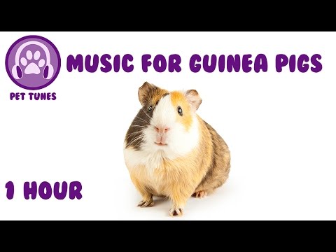 music-for-guinea-pigs---relaxing-music-for-guinea-pigs!