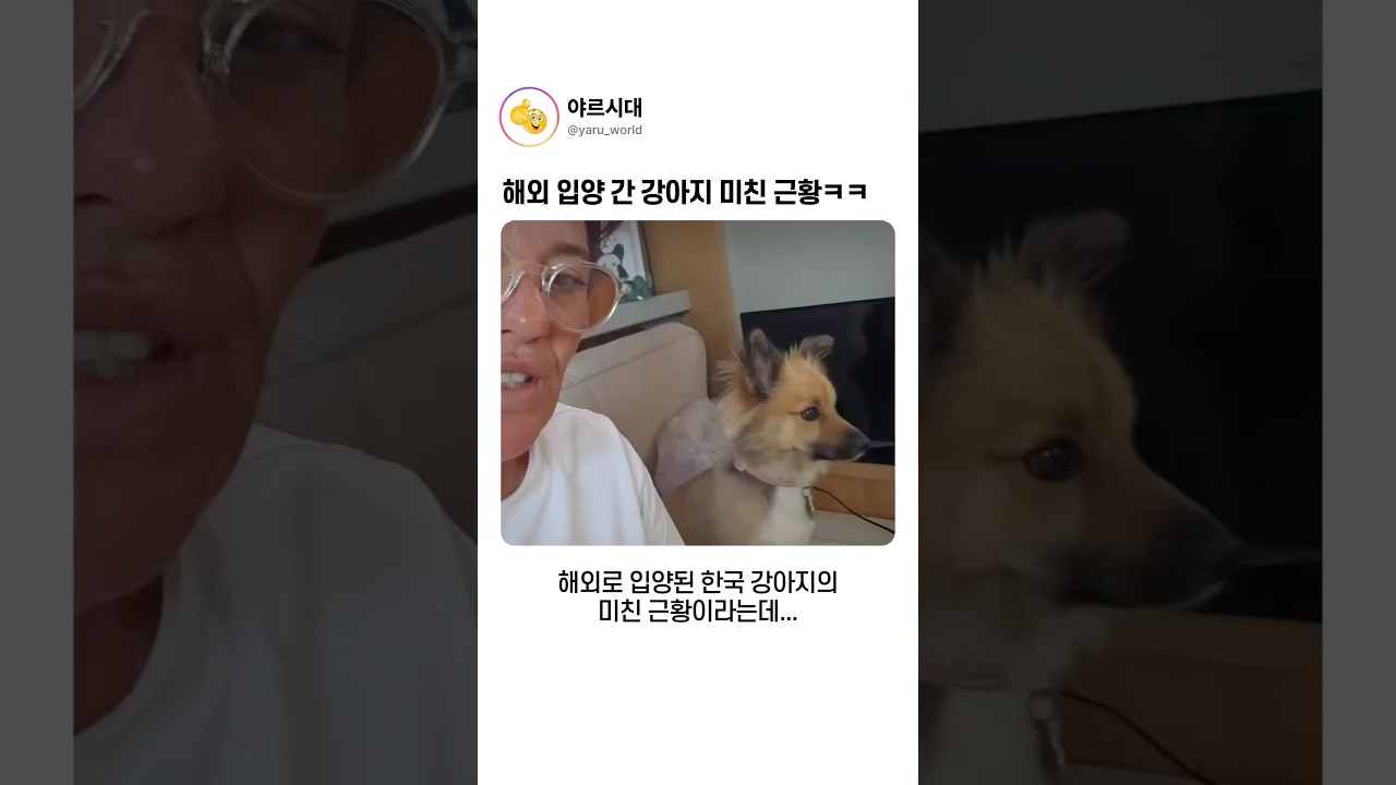 해외 입양 간 강아지 미친 근황ㅋㅋ