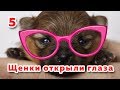 🐾  Щенкам 2 недели. Когда щенок открывает глаза. Встреча со шпицем Мэйлом