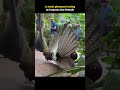 Funny pheasant #funny #funnyvideo