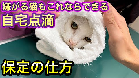Mitsuike Animal Hospital Channel Youtube