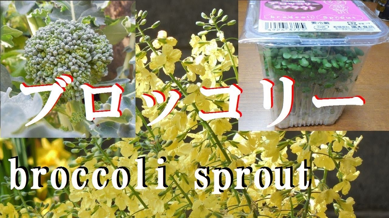 再生栽培 買ってきたブロッコリースプラウトから花が咲き種が出来たbroccoli Sprout Make The Flowers Bloom Seed Collection Experiment Youtube