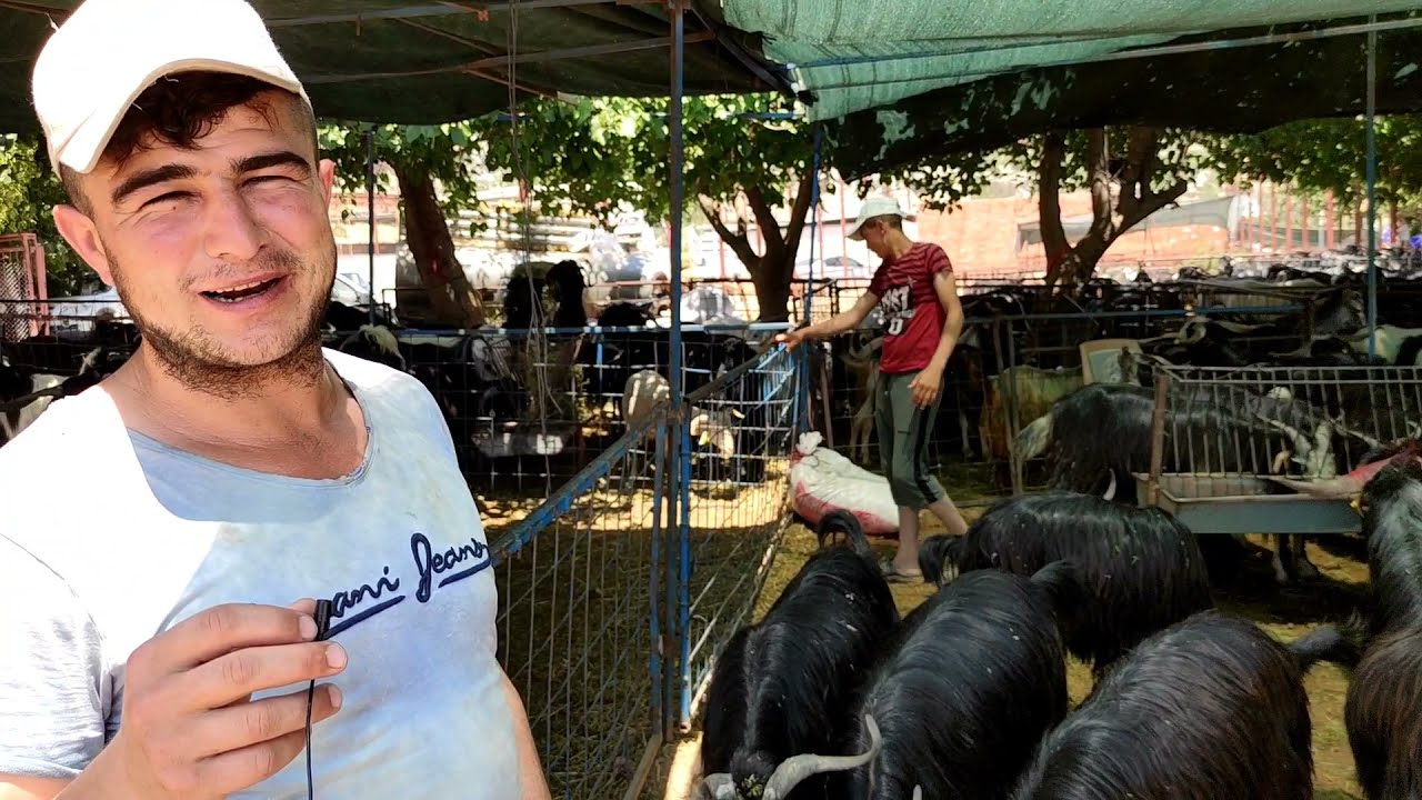 Antalya Varsak Mal pazarına Kurulan Kurban Pazarı #Kurbanlikpiyasasi #küçükbaş #büyükbaş #keçi #teke