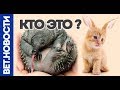 Кто сделал такого котенка. Кто такие Нюхлеры? Вет Новости.