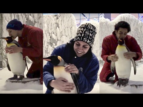 بوي باند مع البطاريق Boyband Meets The Penguins