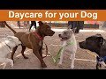 Dog tv daycare 29