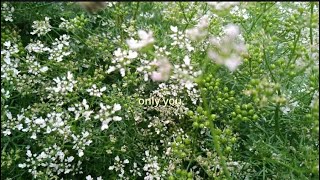 Only you- official lyric video- Daniella Montaño 