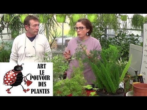 Conseil jardinage: asparagus sprengeri: Comment faire un semis: Plante verte