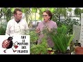Conseil jardinage asparagus sprengeri comment faire un semis plante verte