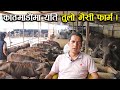 ५ करोडको लगानीमा दाजुभाई मिलेर खोले यति ठुलो भैंसी फार्म ! - Buffalo farming/rearing in Nepal