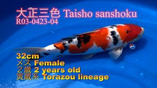 【錦鯉】大正三色 Taisho sanshoku  番号・Reference #R03-0423-04　2021年4月23日/April 23, 2021