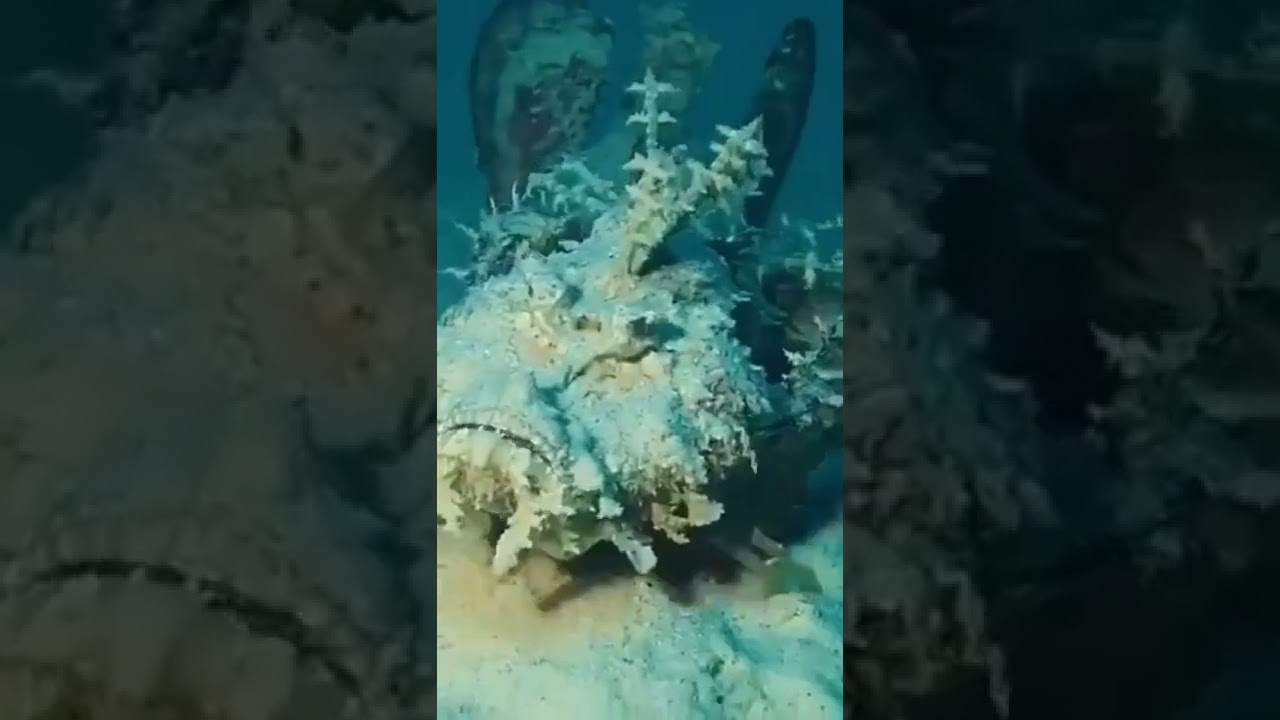 Рыба камень- бородавчатка 🐋 Тайны Океанов