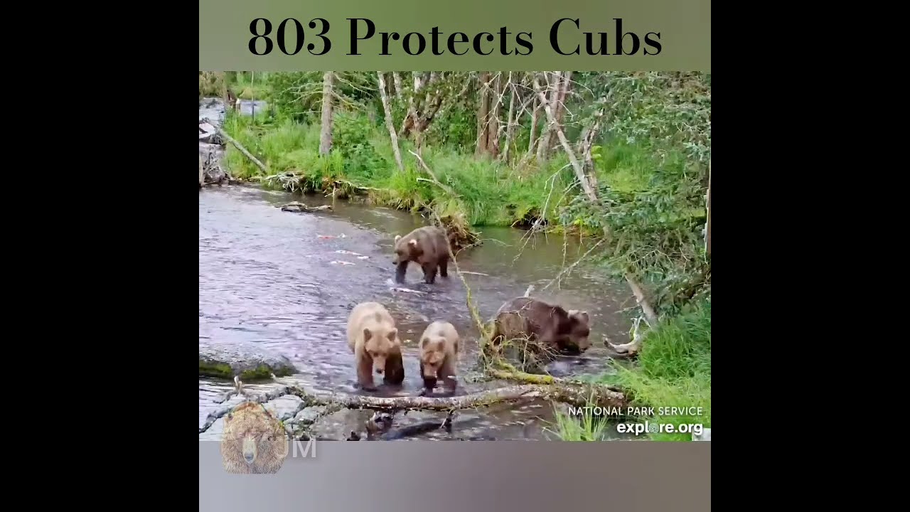 803 Protects Her Cubs 7 25 Katmai Brown Bears Exploreorg Katmaibrownbears