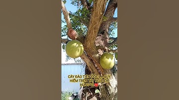 CÂY ĐÀO TIÊN ĐỘC LẠ QUÝ HIẾM TUYỆT ĐẸP TRÊN TÂY NGUYÊN