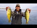 Catching Jumbo Perch on Live Bait! (Ice Fishing Madness)