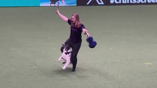 Crufts 2024  Winner of the national freestyle. Lorna and Nora