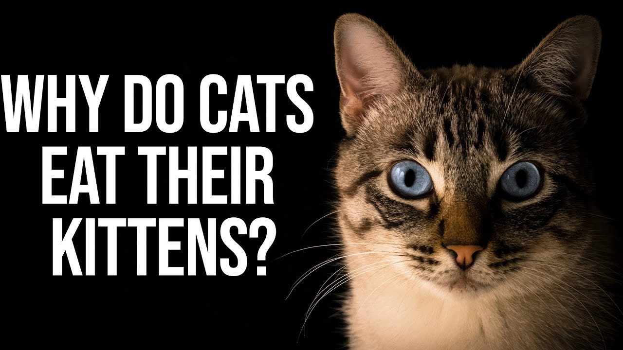 Why Do Cats Eat Their Kittens YouTube Why Do Cats Eat Their Kittens YouTube