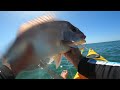 Tai Rubber Snapper Mayhem Kayak Fishing Slow Pitch Jigging Tai Rubber Snapper Mayhem Kayak Fishing Slow Pitch Jigging