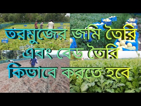 ভিডিও: তরমুজ নির্বাচন করা