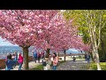 Budapest 4K Spring Cherry Blossom Promenade Tóth Árpád sétány