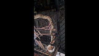 Snake catcher saves pet bird from python Wealth