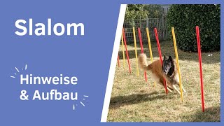 Hund Slalom beibringen I Hund Slalom für Agility beibringen I Trainingsanleitung Slalom