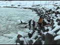 Mass Stranding of Killer Whales in Sea Ice off Shiretoko