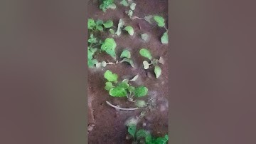 سورة الضحى#سورة الشرح#@بن العياشي
