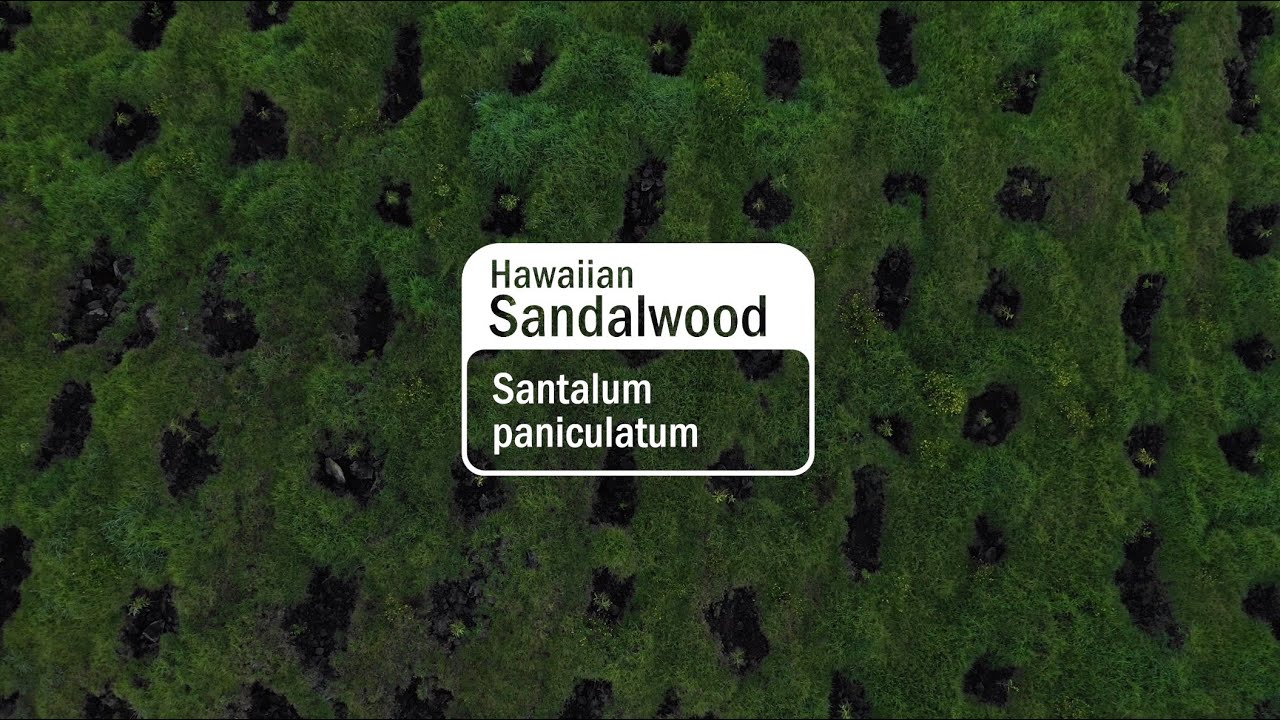 Iliahi (Hawaiian Sandalwood) Essential Oil | doTERRA Essential Oils