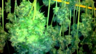 Old trainwreck harvest.
