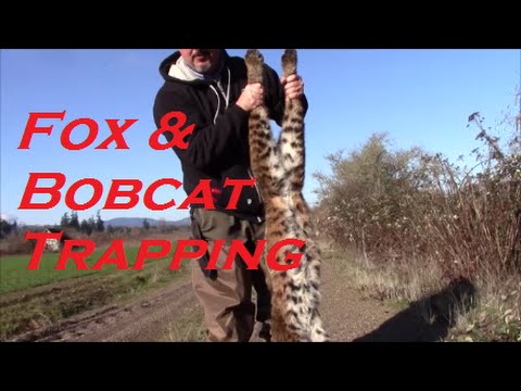 Trapping Bobcats and Fox...Good Days on the Trap Line