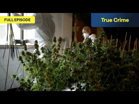 Nine Arrested After Police Raid Major Cannabis Factory 🌿🚔 | S1, E3 | Police: Suspect No 1