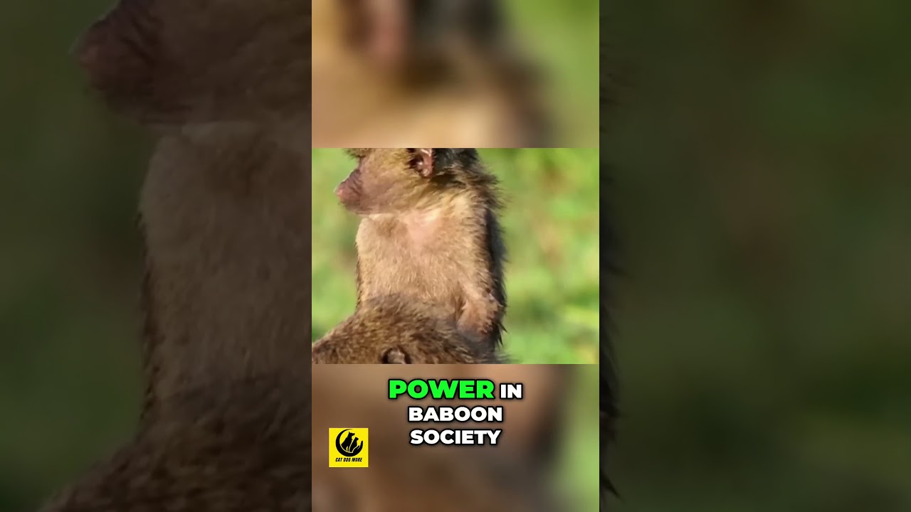 Power Dynamics in Baboon Society - It's More Than Strength