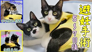 青猫本舗＊即購入OK＊ Amazon.co.jp: ずっと気まま猫 : あおいとり: Japanese Books