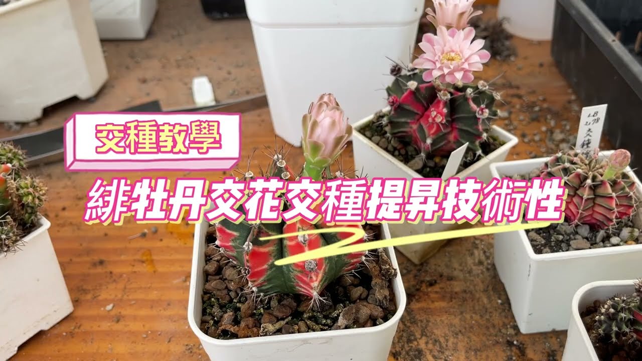 緋牡丹交花交種提昇技術性 【 MC多肉園 】MC Succulent plant Vlog