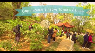 Сад пионов в парке Труда города Далянь, 30 апреля 2024 года