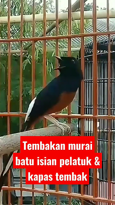 Tembakan murai batu isian burung pelatuk & kapas tembak.